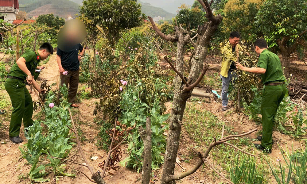  Lục Nam: Phát hiện đối tượng trồng cây có chứa chất ma túy